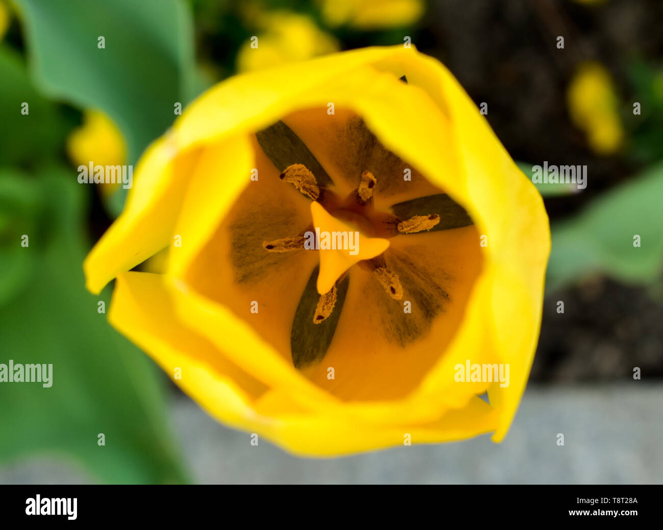 Tulpe Blume aus der Vogelperspektive. Stockfoto