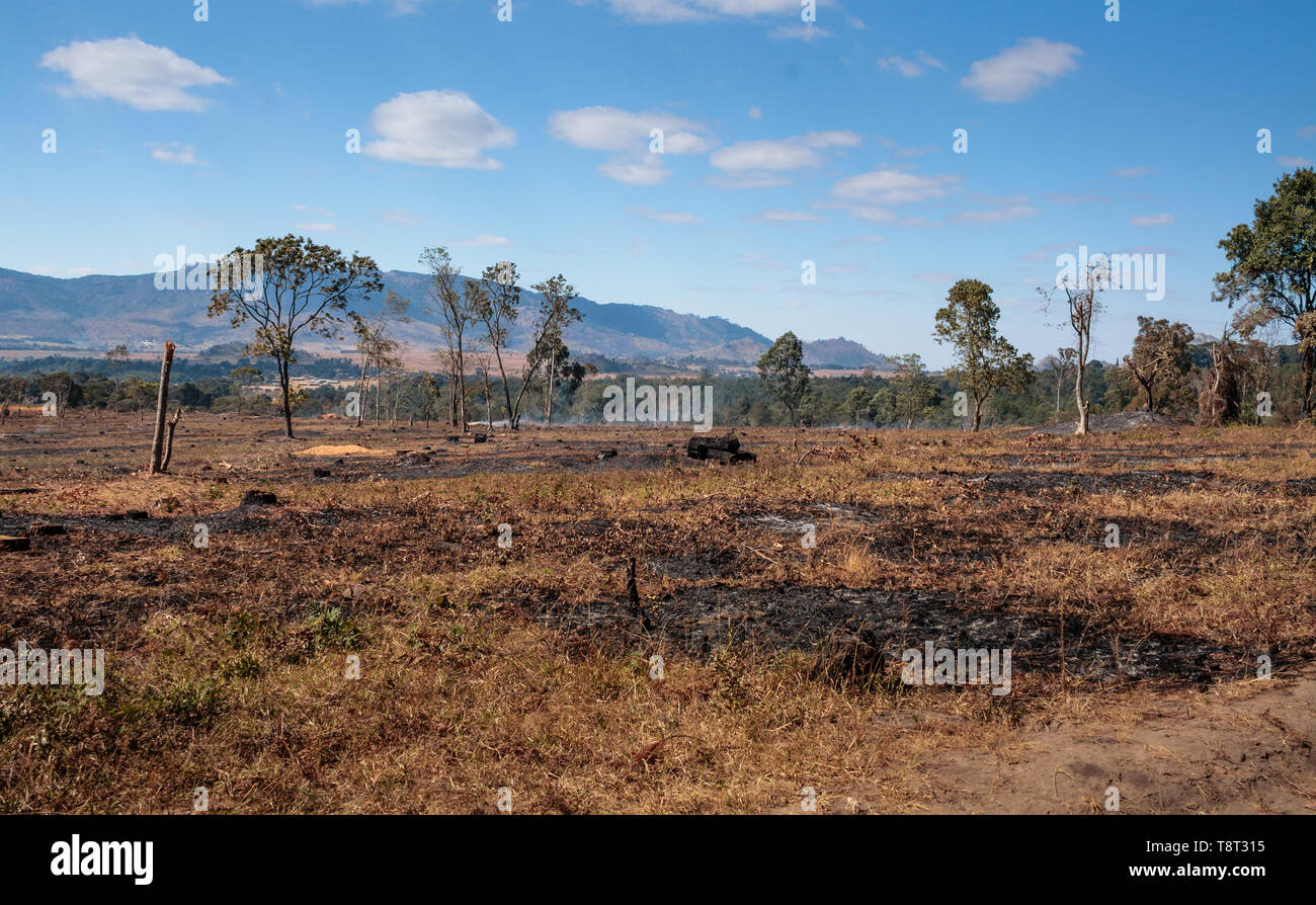 Ein Feld wird nach der Pinien innerhalb Chongoni Wald Dedza Malawi gelöscht wurden verbrannt Stockfoto