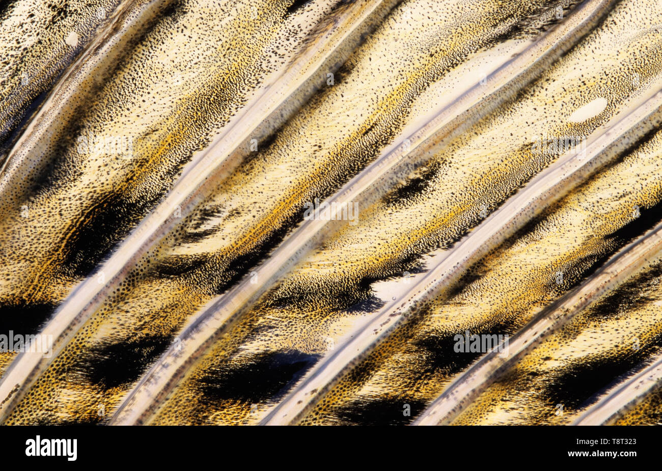Fisch (Zander/Zander, Sander lucioperca) Rückenflosse close-up. Ein Teil des Bildes erscheinen etwas weich Aufgrund der Schleim über die Fin. Stockfoto