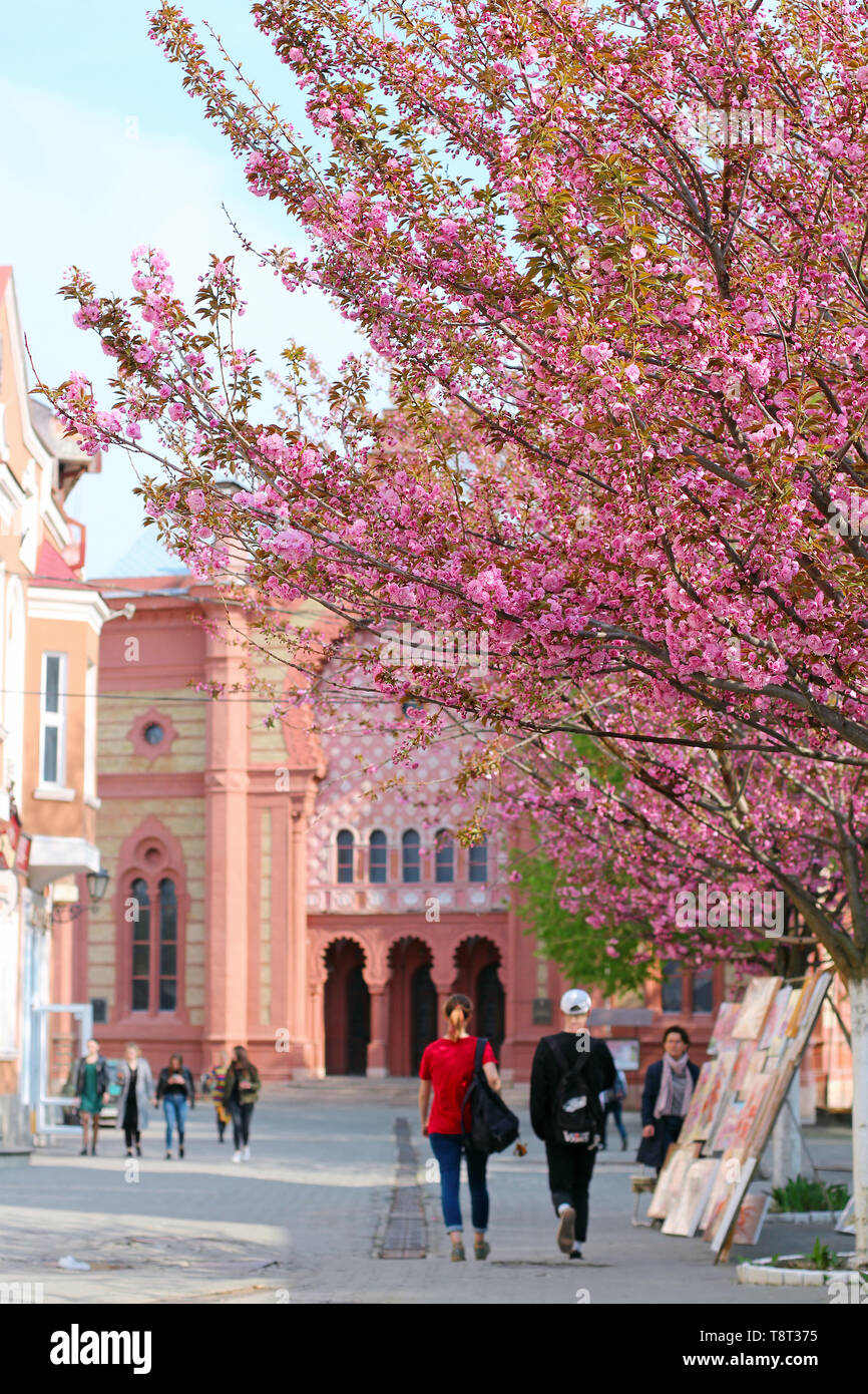 Pink sakura Kirschblüte im Zentrum von Uzhgorod in der Nähe von Transkarpatien regionale Philharmoniker Gebäude, Ukraine Stockfoto