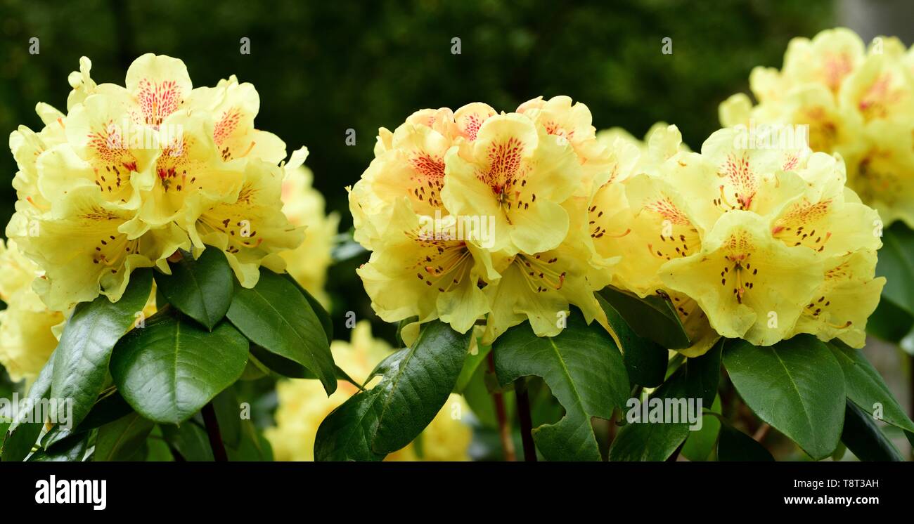 Rhododendron Goldprinz in Blüte. Stockfoto