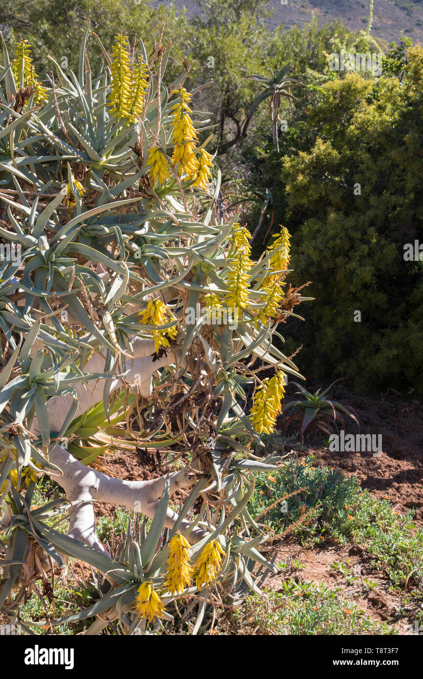 Aloidendron dichotomum, (Aloe dichotoma, der Köcherbaum) in Blüte. Nahaufnahme auf gelbe Blumen in den frühen Winter, Karoo Wüste Nationalen Botanischen Garten, Nicht Stockfoto