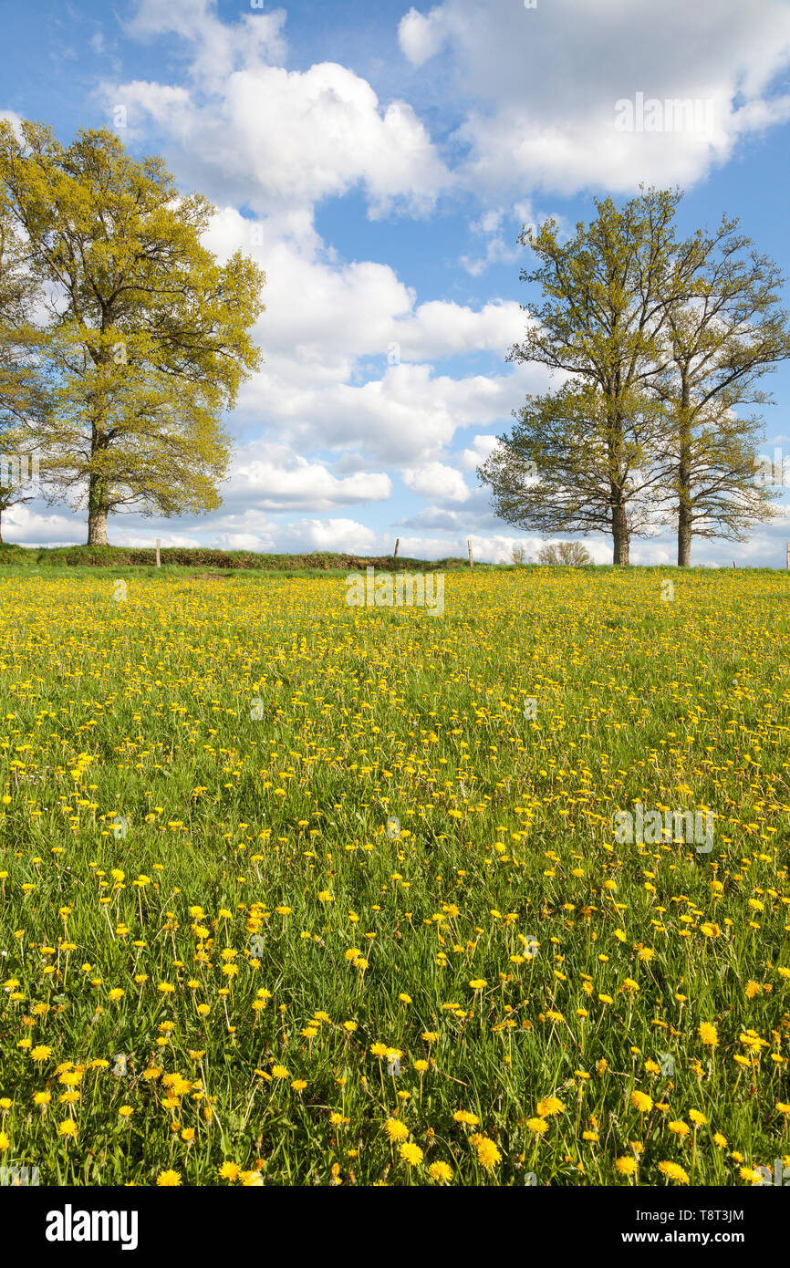 Gelb Frühling Löwenzahn (Taraxacum officinale) im Abendlicht in einem Hügel Weide mit blauer Himmel mit weißen Wolken und Eichen mit jungen Blätter Stockfoto