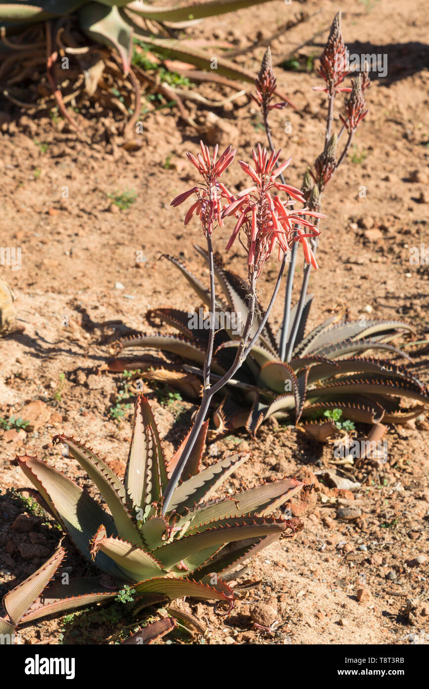 Aloe affinis, beheimatet in Gauteng (Transvaal) Südafrika mit rot-orange Blumen. winterblüher stemless Evergreen Aloe Stockfoto