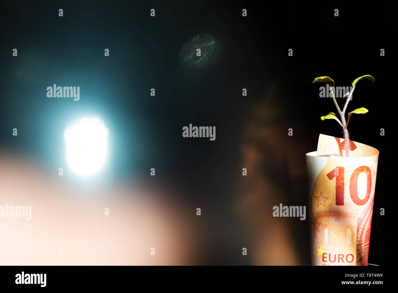 Das Keimen der Money Tree in der Rechnung 10 Euro auf einem unscharfen Hintergrund Stockfoto