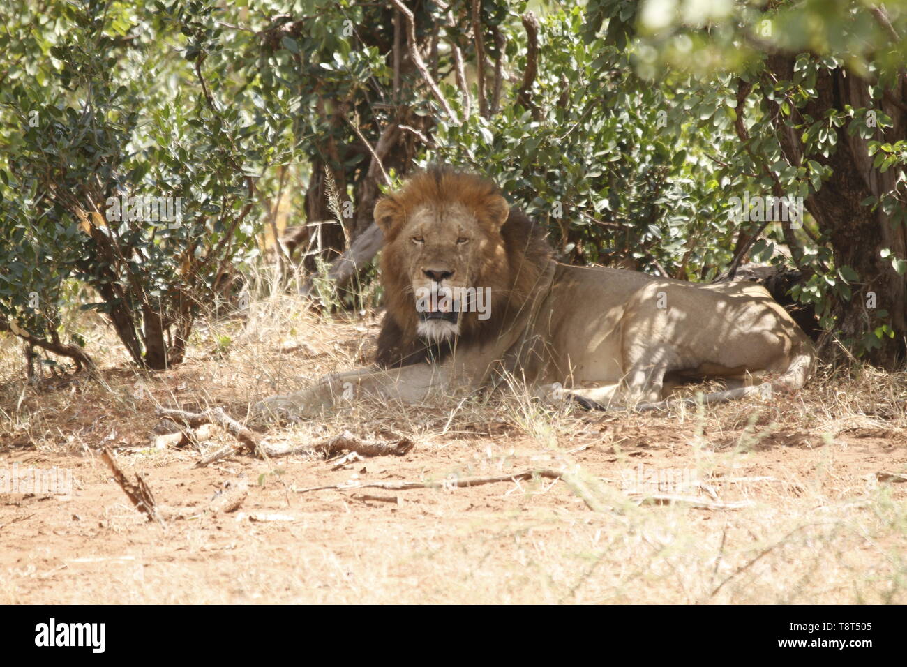 Männliche Löwe sitzend unter Bush Stockfoto