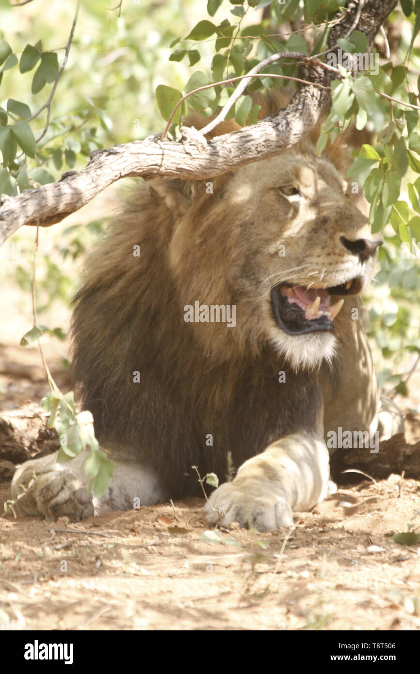 Männliche Löwe sitzend unter Bush Stockfoto