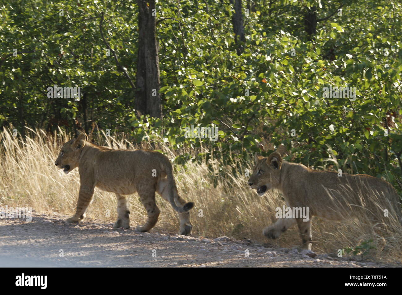 Lion Cubs am Rande einer Straße Stockfoto