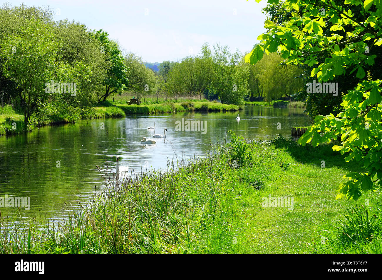 Schwäne auf dem River Test in der Nähe von Stockbridge Stockfoto