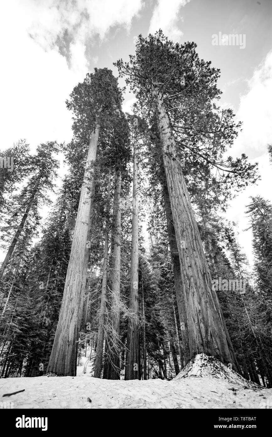 Gigantischen Sequoia Bäumen usa Stockfoto