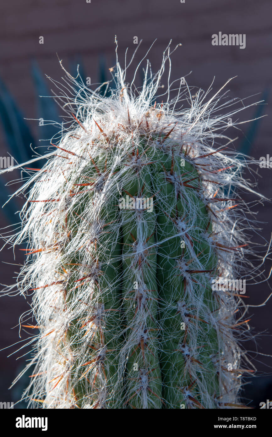 Alter Mann Kaktus (cephalocereus Senilis) in Tucson, Arizona, USA Stockfoto