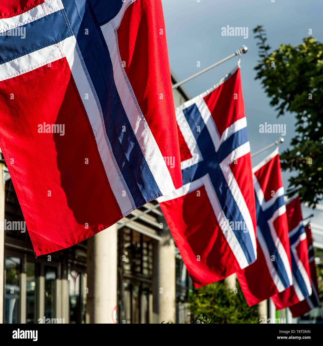 Eine Linie der norwegischen Nationalen Fahnen wehen im Wind Stockfoto