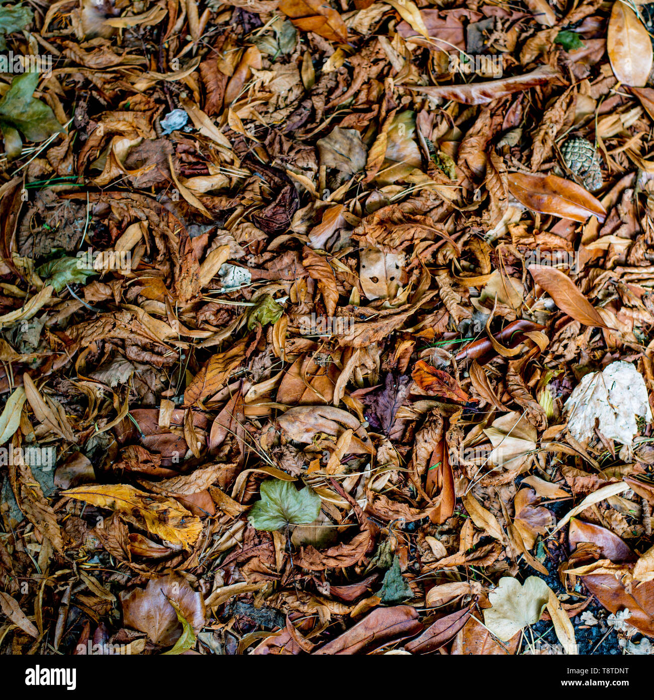 Bunte Blätter im Herbst auf dem Boden liegend Stockfoto