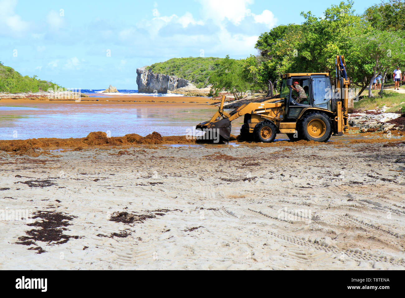Power Schaufel sammeln sargassum auf der Hölle Tor Strand Anse Bertrand, Guadeloupe, Karibische Inseln, Frankreich Stockfoto