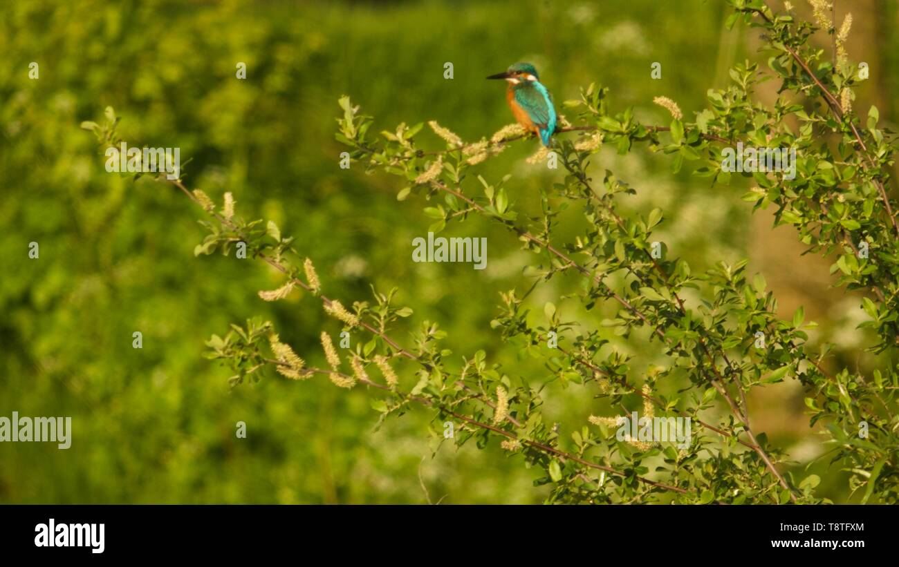 Männliche Eisvogel (Alcedo atthis) entlang des Flusses Exe an Lachs Pool an einem sonnigen Frühlingsmorgen thront. Exeter, Devon, Großbritannien. Stockfoto