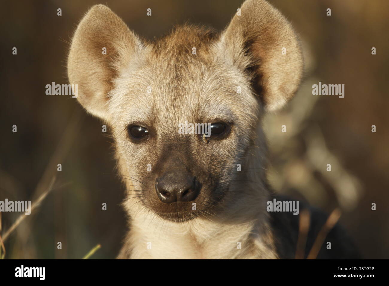 Juvenile Hyäne cub Stockfoto