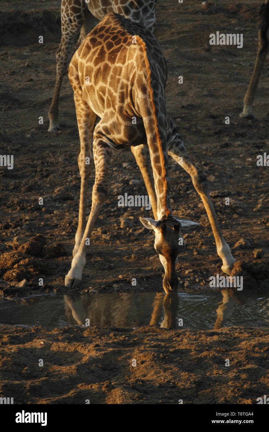 Giraffe bücken und das Trinken aus einem Fluss Stockfoto