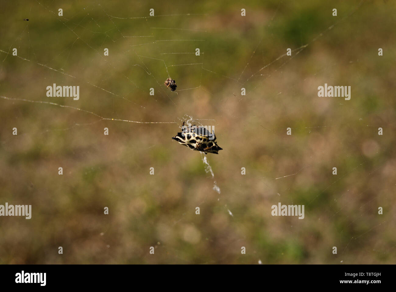 Kleine gelbe und schwarze Spinne auf seiner Web Stockfoto