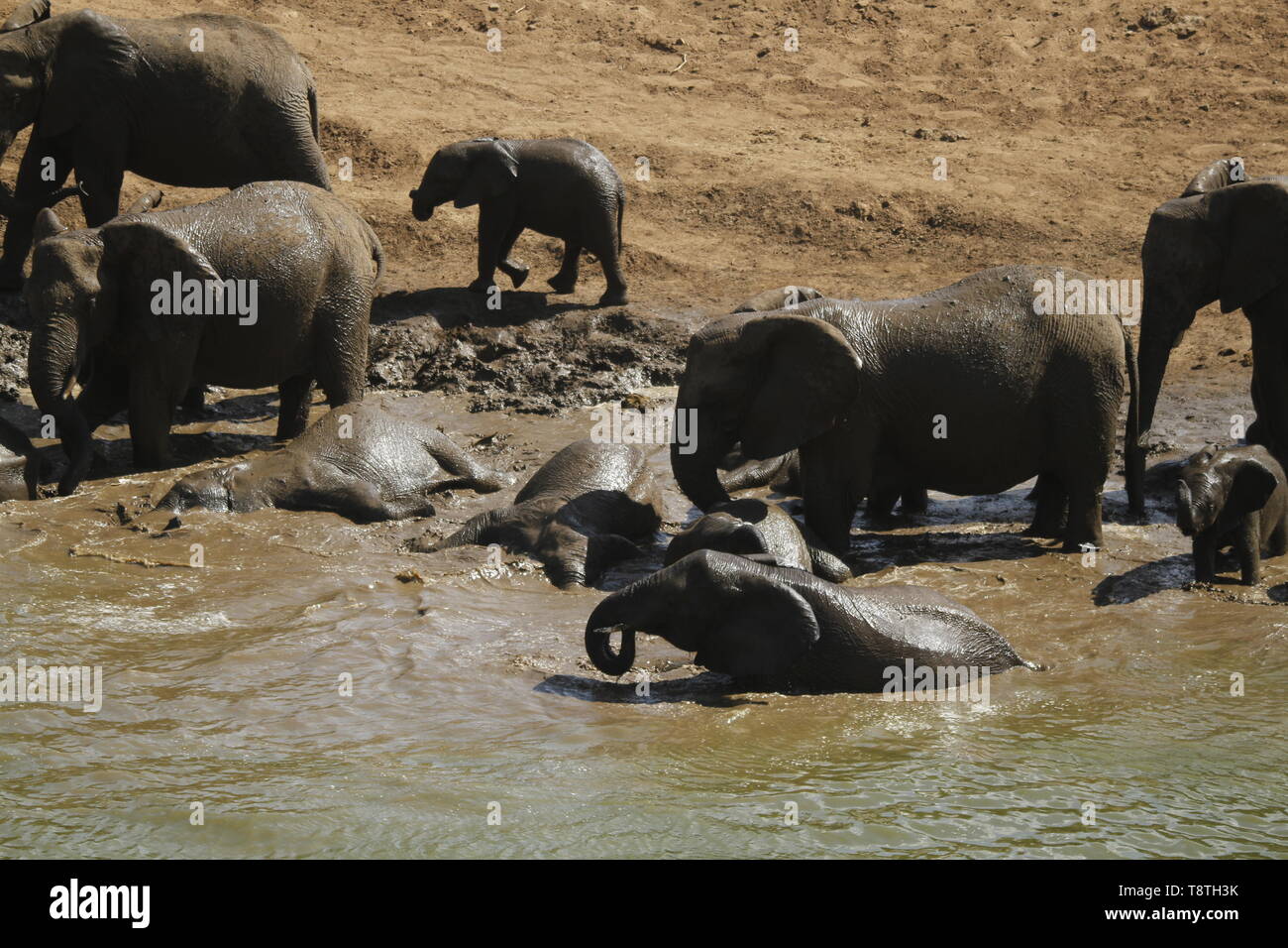 Elefantenherde genießen ein Schlammbad Stockfoto