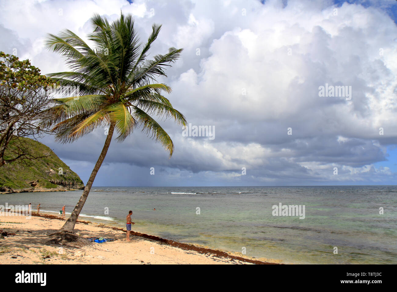Sargasso am Strand von Anse Maurice, Basse-Terre, Guadeloupe, Karibische Inseln, Frankreich Stockfoto
