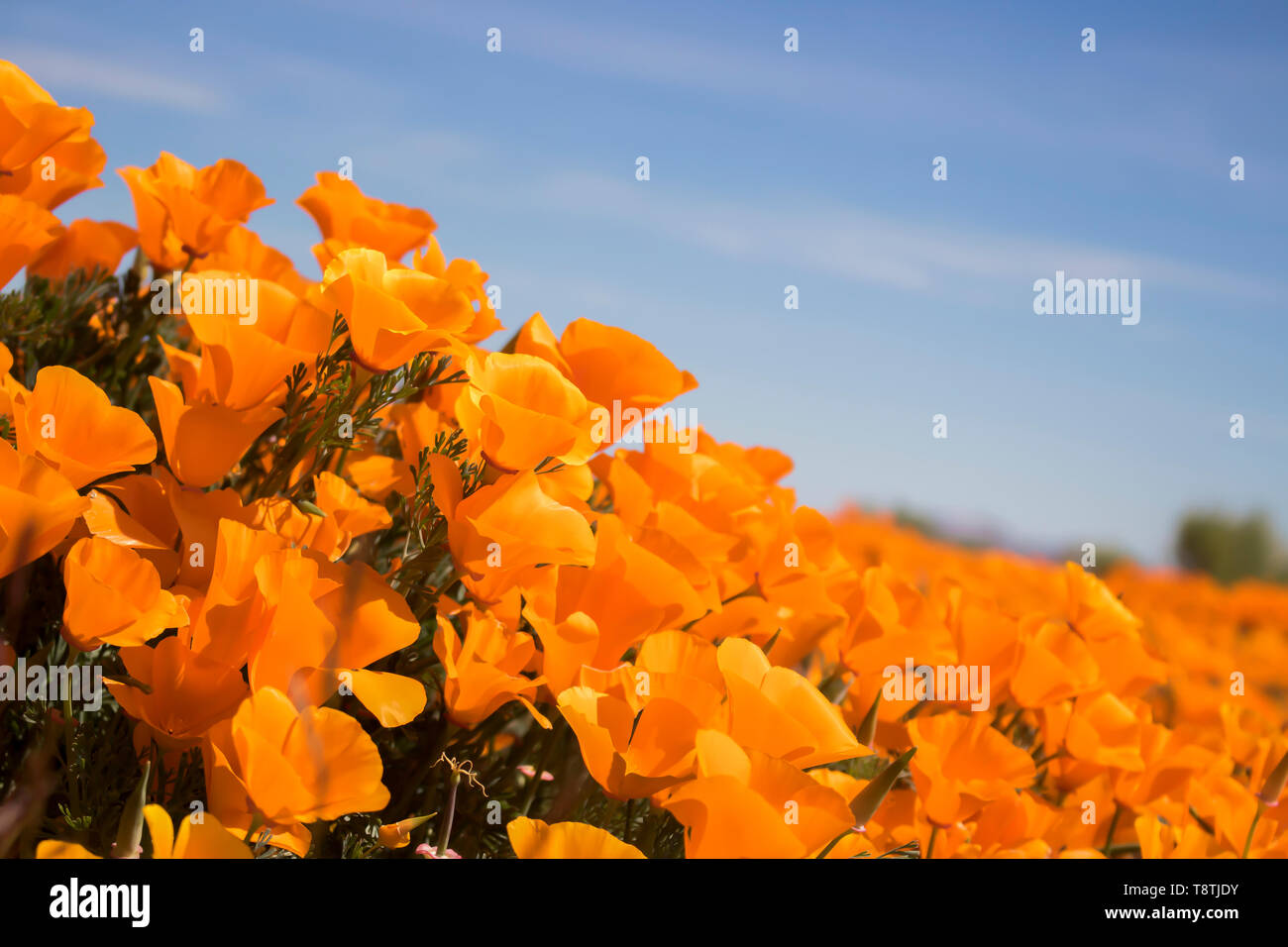 In der Nähe der seitlichen Betrachtungswinkel Kalifornien hell orange Mohn blüht unter blauem Himmel. Stockfoto