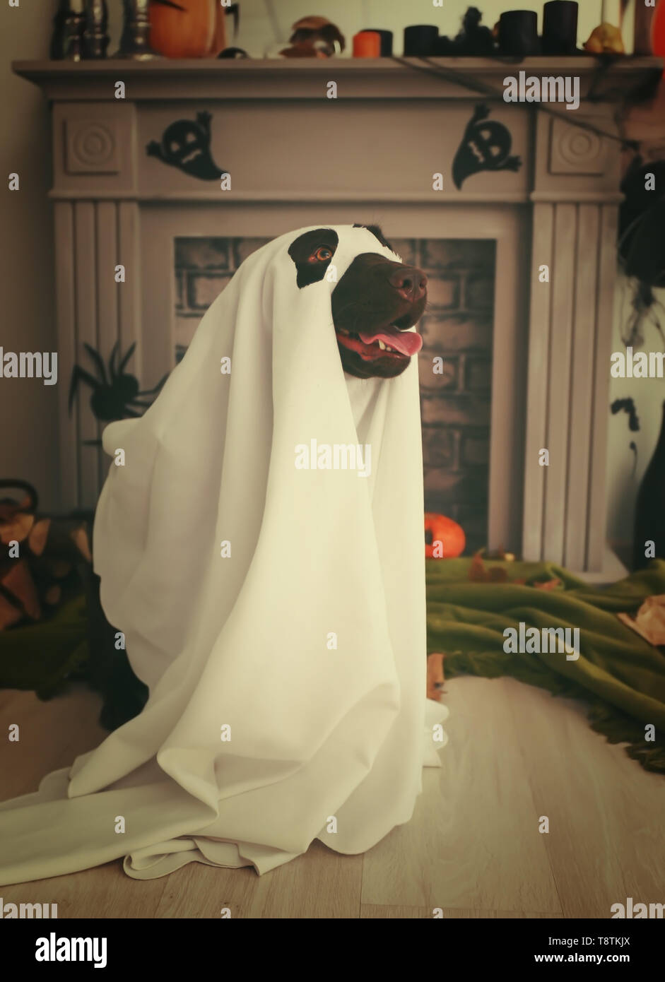 Süßer Hund in Ghost Kostüm in der Nähe von Kamin für Halloween Stockfoto