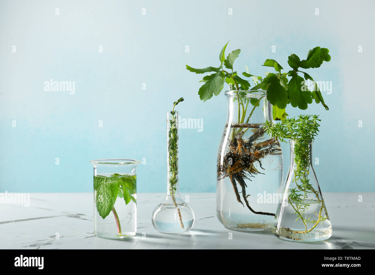 Glaswaren mit Kräutern auf Licht Tabelle Stockfoto