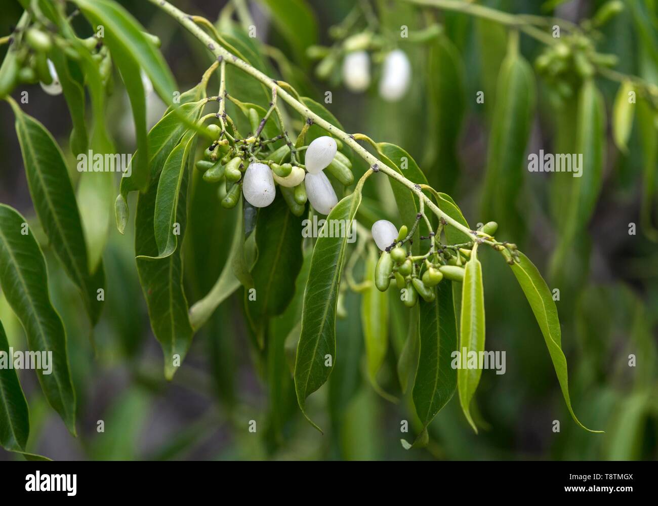 Weiße Früchte des Pearl Berry plant (Vallesia glabra), Insel Floreana, Galapagos, Ecuador Stockfoto