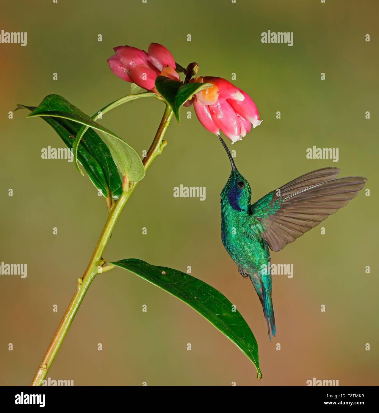 Mexikanische violetear (Colibri thalassinus) im Flug, trinken Nektar an eine rosa Blume, Costa Rica Stockfoto
