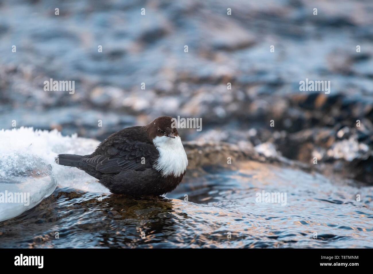 Wasseramsel (Cinclus cinclus), in den Fluss, Lappland, Finnland Stockfoto