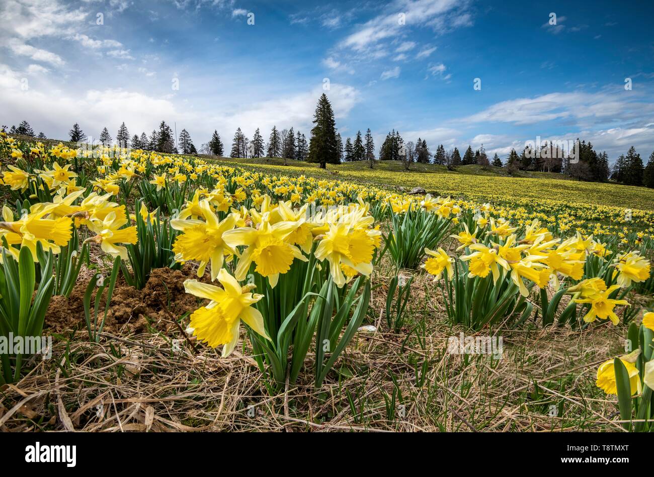 Meer von Blumen mit blühenden gelben Narzissen (Narcissus) in einer Wiese,  Tête de Ran, Vue de Alpes, Schweizer Jura, Kanton Neuenburg, Schweiz  Stockfotografie - Alamy
