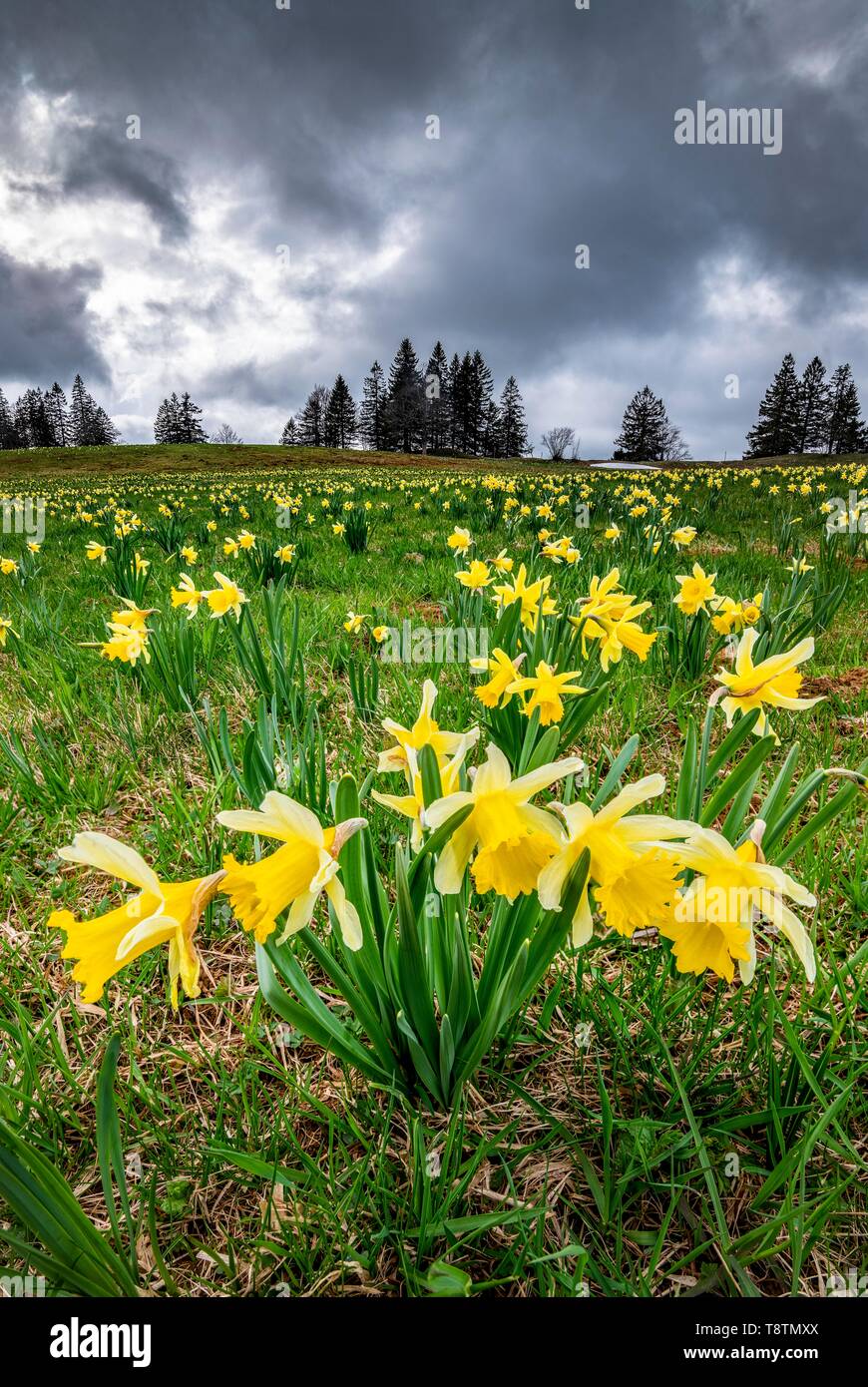 Meer von Blumen mit blühenden gelben Narzissen (Narcissus) in einer Wiese in Gewitter, Tête de Ran, Vue de Alpes, Schweizer Jura, Kanton Neuenburg Stockfoto