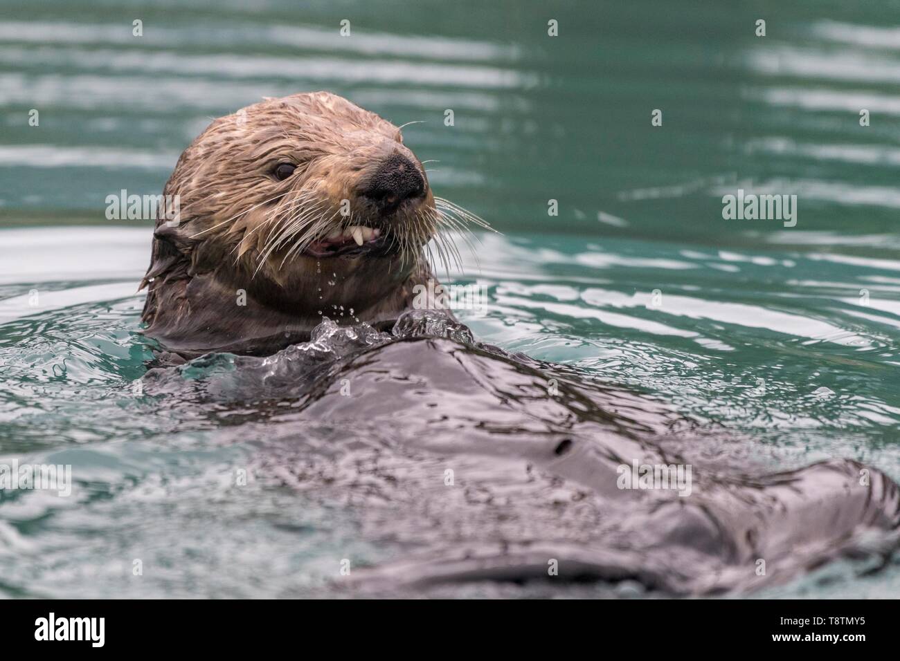 Seeotter (Enhydra lutris) im Wasser sieht aggressiv, Tier Portrait, Seward, Alaska, USA Stockfoto