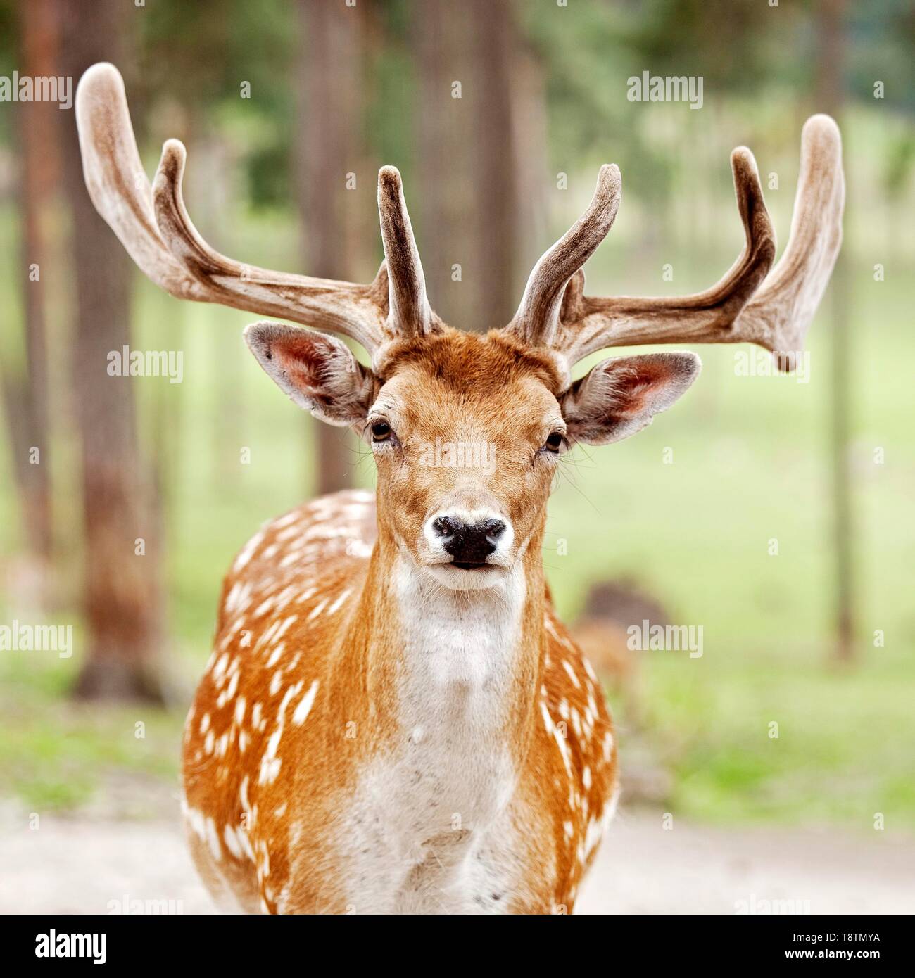 Sika Hirsch (Cervus Nippon) im Sommer Mantel mit Bastgeweih, Tier Portrait, Captive, Nordrhein-Westfalen, Deutschland Stockfoto