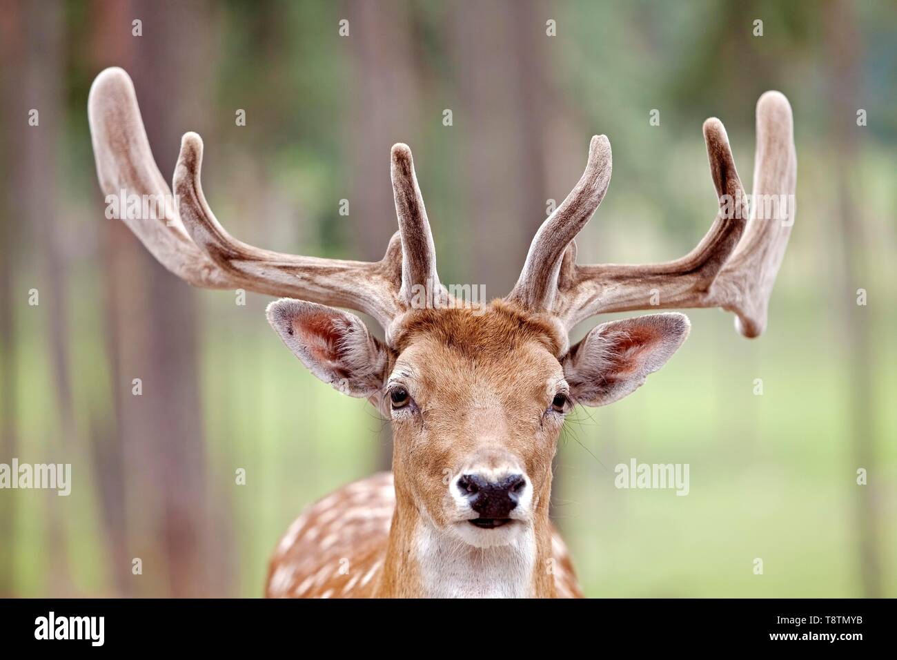 Sika Hirsch (Cervus Nippon) im Sommer Mantel mit Bastgeweih, Tier Portrait, Captive, Nordrhein-Westfalen, Deutschland Stockfoto