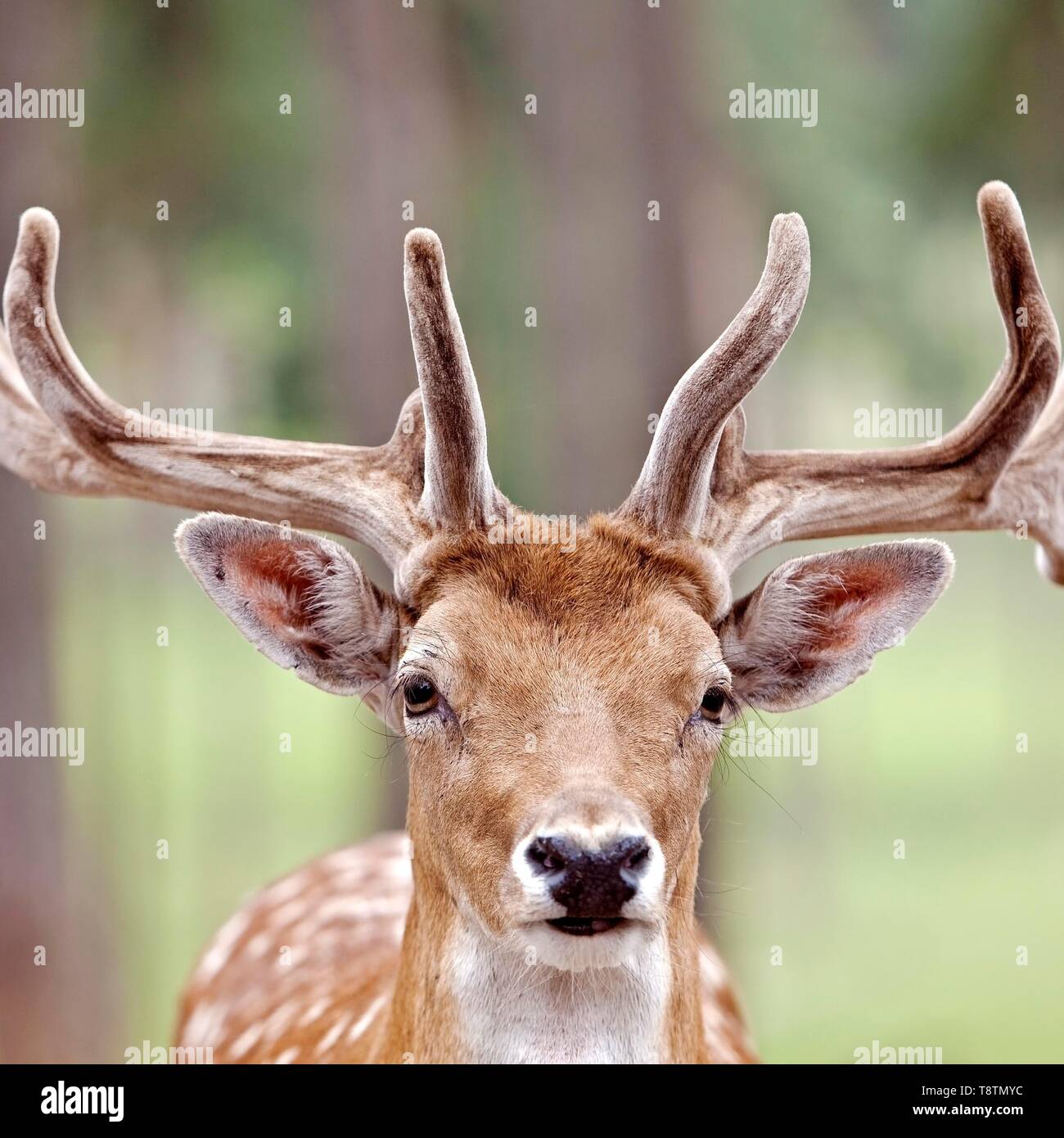 Sika Hirsch (Cervus Nippon) im Sommer Mantel mit Bastgeweih, Tier Portrait, Captive, Nordrhein-Westfalen, Deutschland Stockfoto