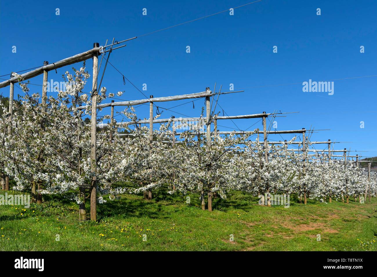 Junge Kirschbäume blühen, Kirsche (Prunus Avium) mit dem Hagel, Netze, blauer Himmel, Oberfranken, Bayern, Deutschland Stockfoto