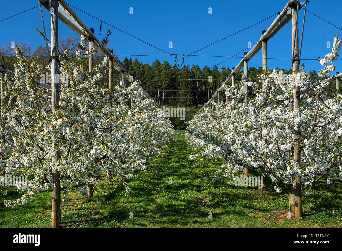 Junge Kirschbäume blühen, Kirsche (Prunus Avium) mit dem Hagel, Netze, blauer Himmel, Oberfranken, Bayern, Deutschland Stockfoto