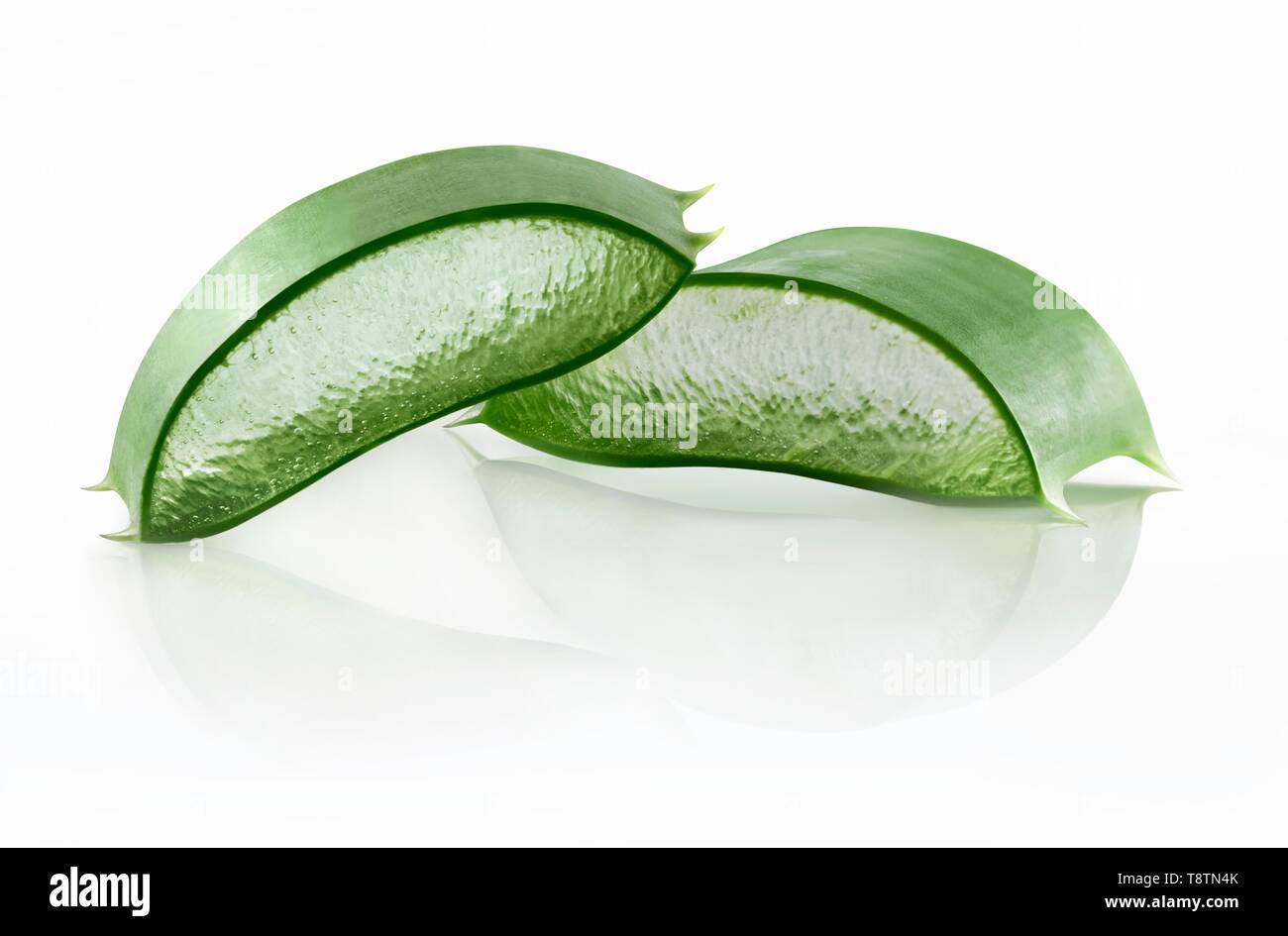 Aloe Vera (Aloe Vera), Blatt mit Gelbeschichtetem, Ausschnitt ausschneiden,  weier Hintergrund, Deutschland Stockfotografie - Alamy