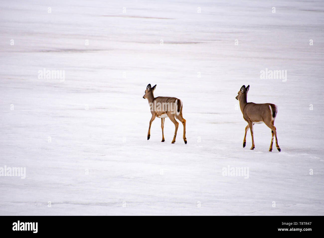 Zwei whitetail Deer gehen über den Schnee auf einem zugefrorenen See in den Adirondack Mountains, NY, USA Stockfoto