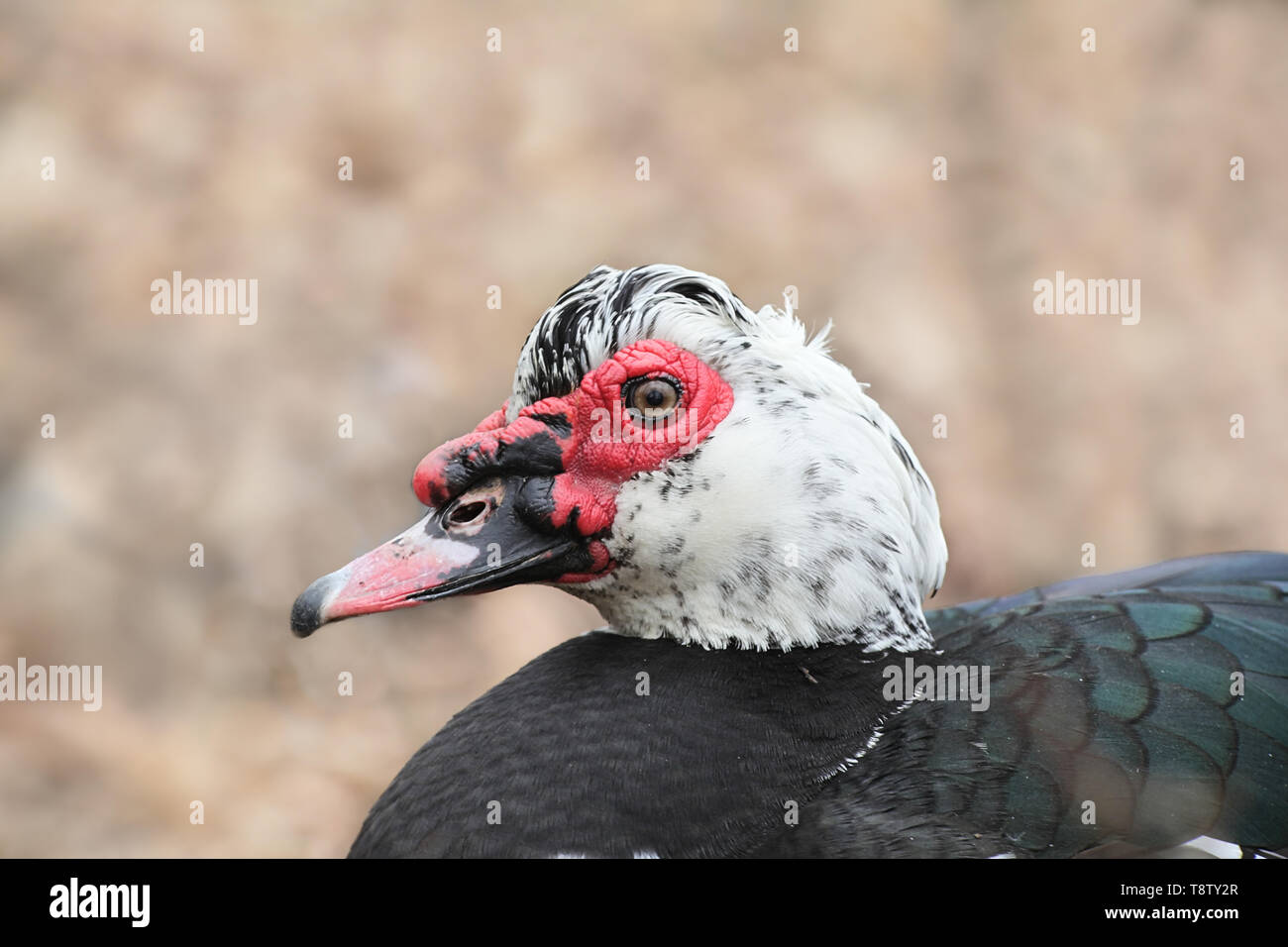 Muscovy Duck, Cairina moschata, eine domestizierte Ente Stockfoto