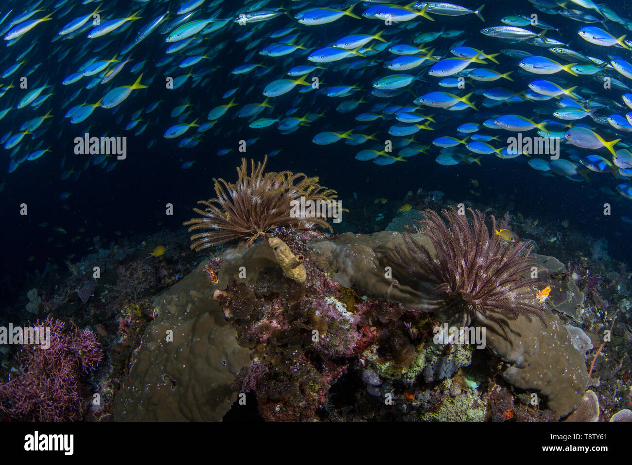 Schwarm von blau und gelb Füsiliere (Caesio teres) und Haarsterne, Raja Ampat, West Papua, Indonesien. Stockfoto