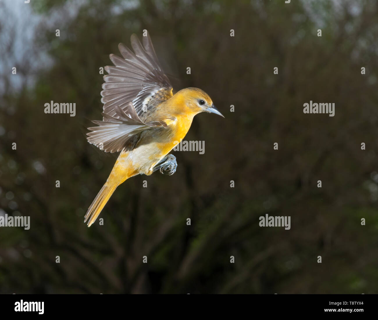 Baltimore Oriole (Icterus galbula) Weibliche fliegen, Iowa, USA Stockfoto