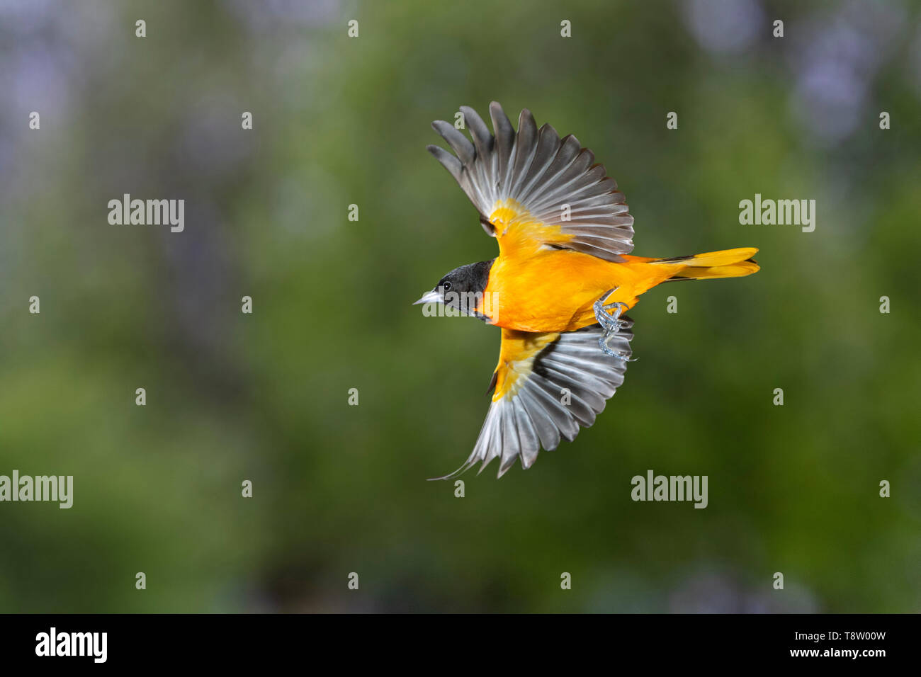 Baltimore Oriole (Icterus galbula) Männliche fliegen, Iowa, USA Stockfoto