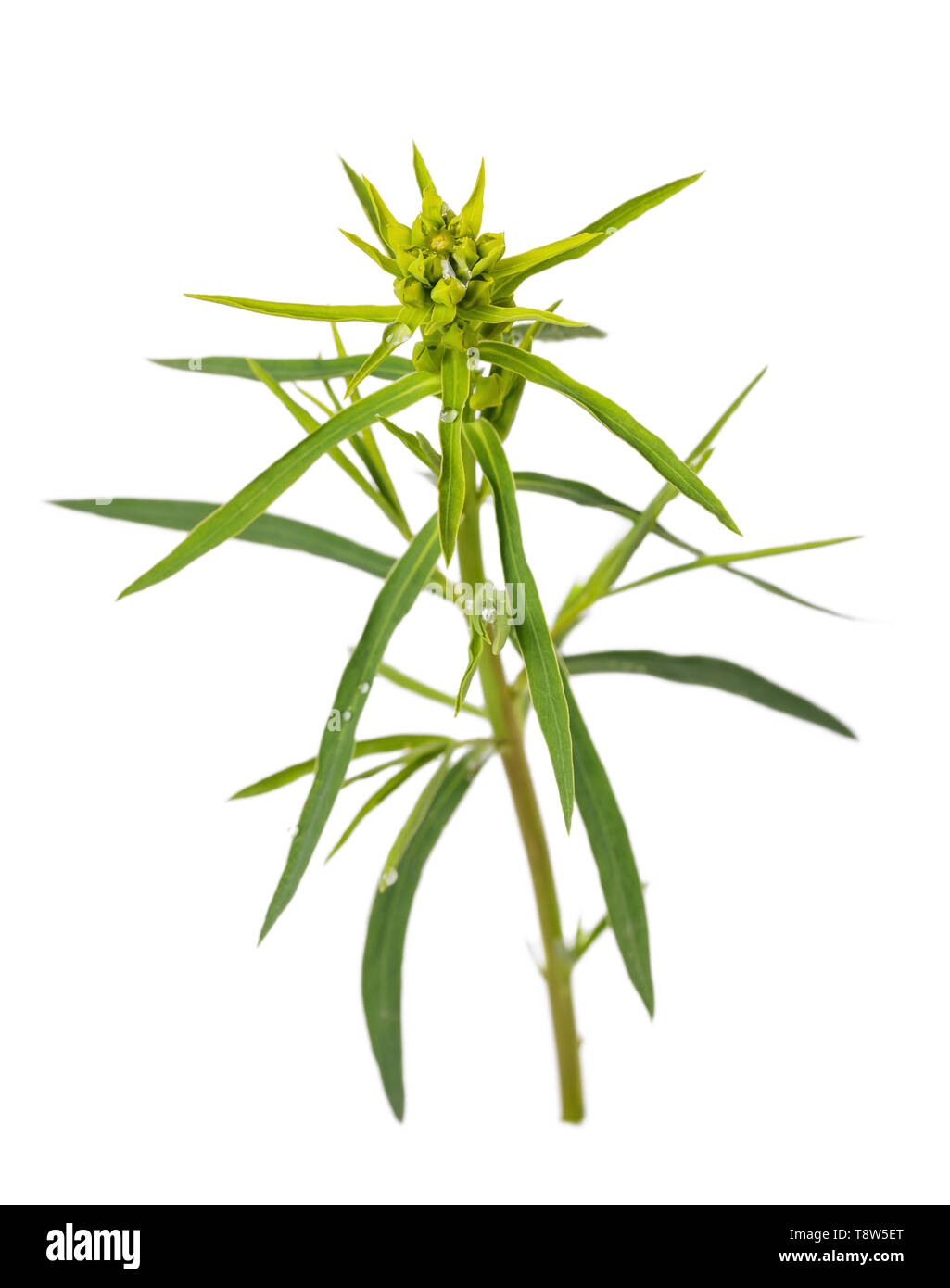 Mehrjährige kraut Euphorbia cyparissias Anlage auf weißem Hintergrund Stockfoto