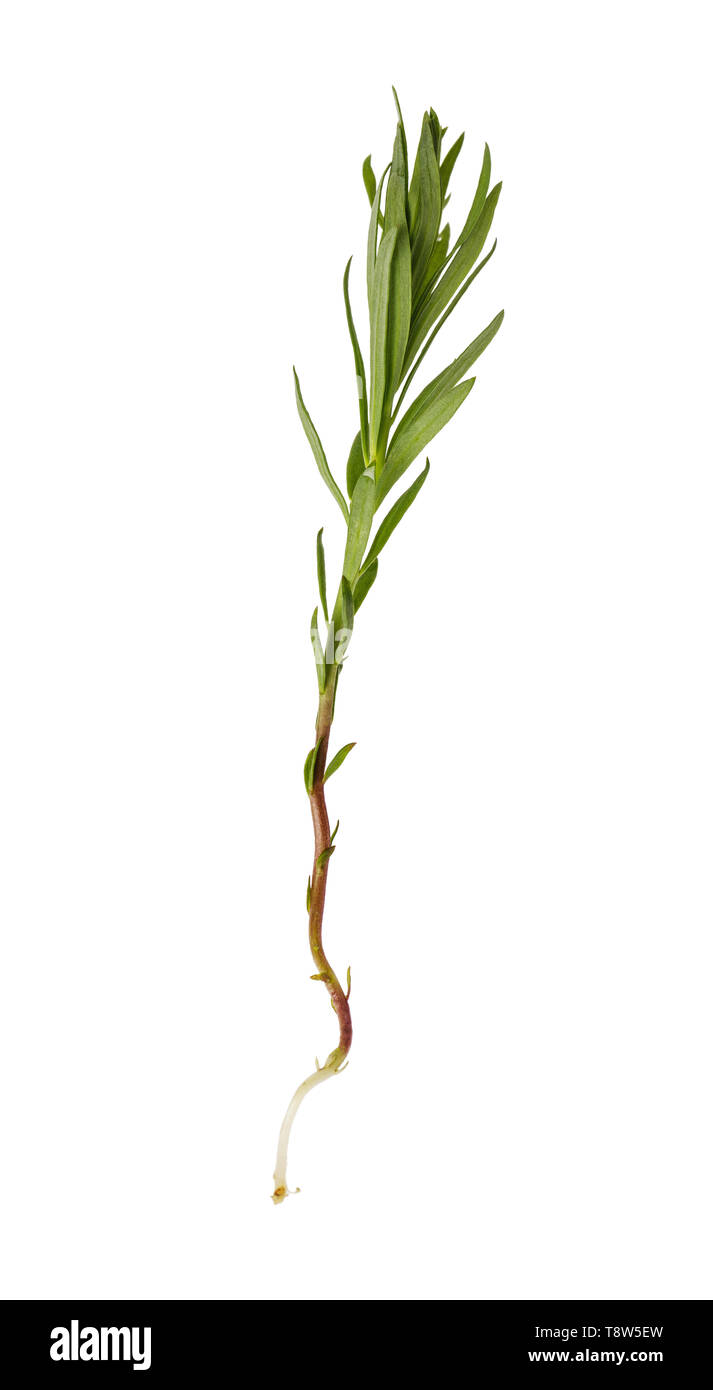 Mehrjährige kraut Euphorbia cypress Anlage auf weißem Hintergrund. Für medizinische Zwecke benutzt Stockfoto