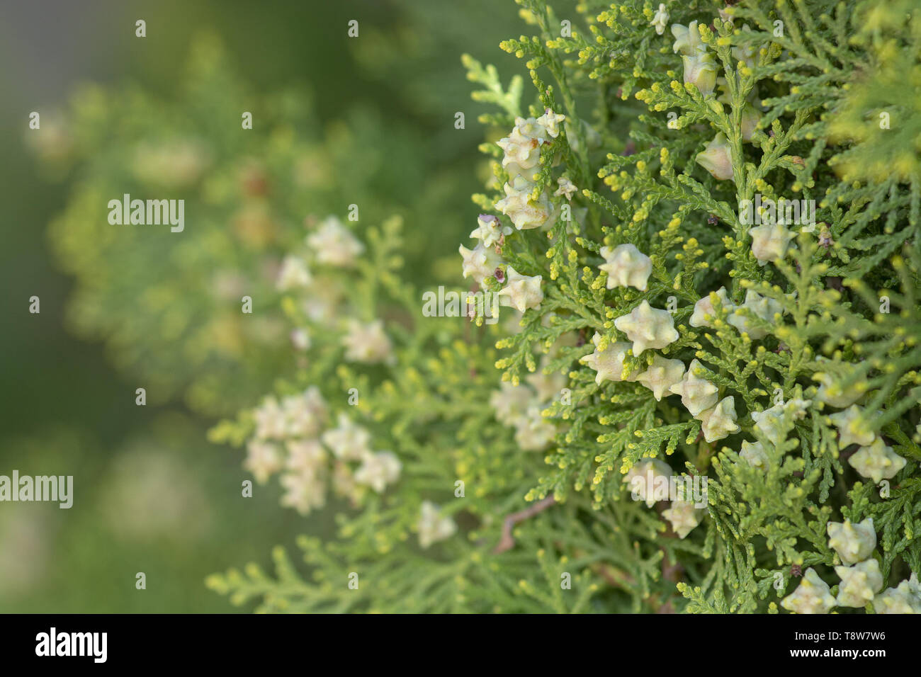 Cedar Vegetation closeup mit weißen kleinen Beeren oder Früchte Fokus im Vordergrund. Stockfoto