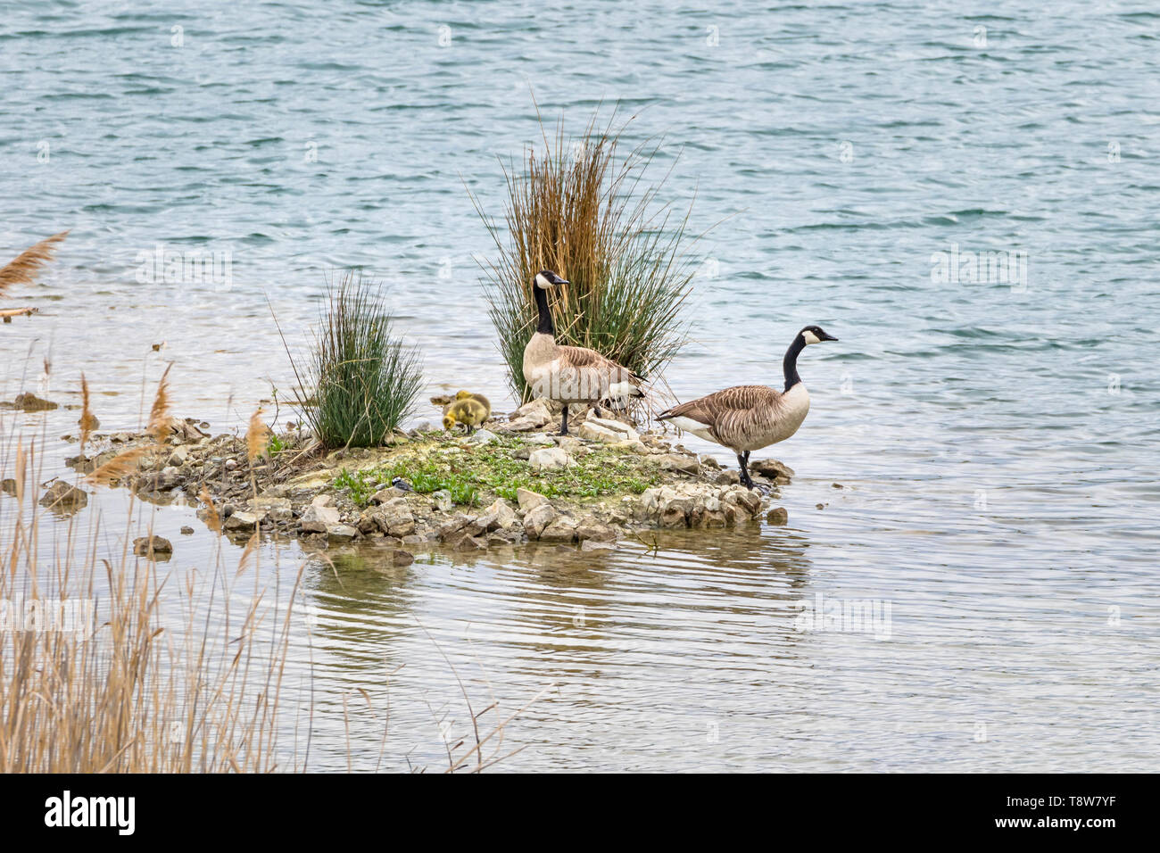 Kanada Goose-Bernache du Canada (Branta canadensis), Frankreich. Stockfoto