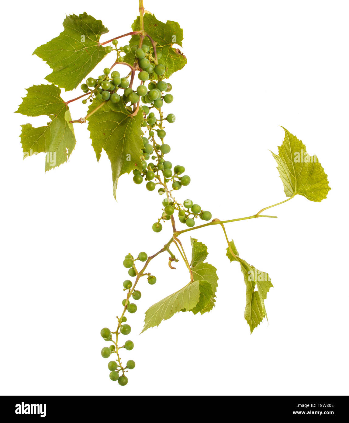 Cluster von jungen unreifen Trauben am Weinstock. Auf weiß Isoliert Stockfoto