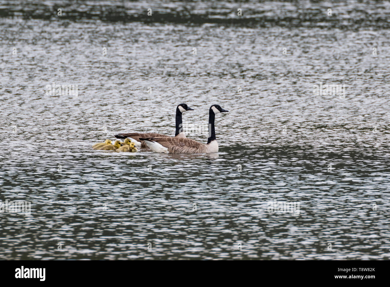 Kanada Goose-Bernache du Canada (Branta canadensis), Frankreich. Stockfoto